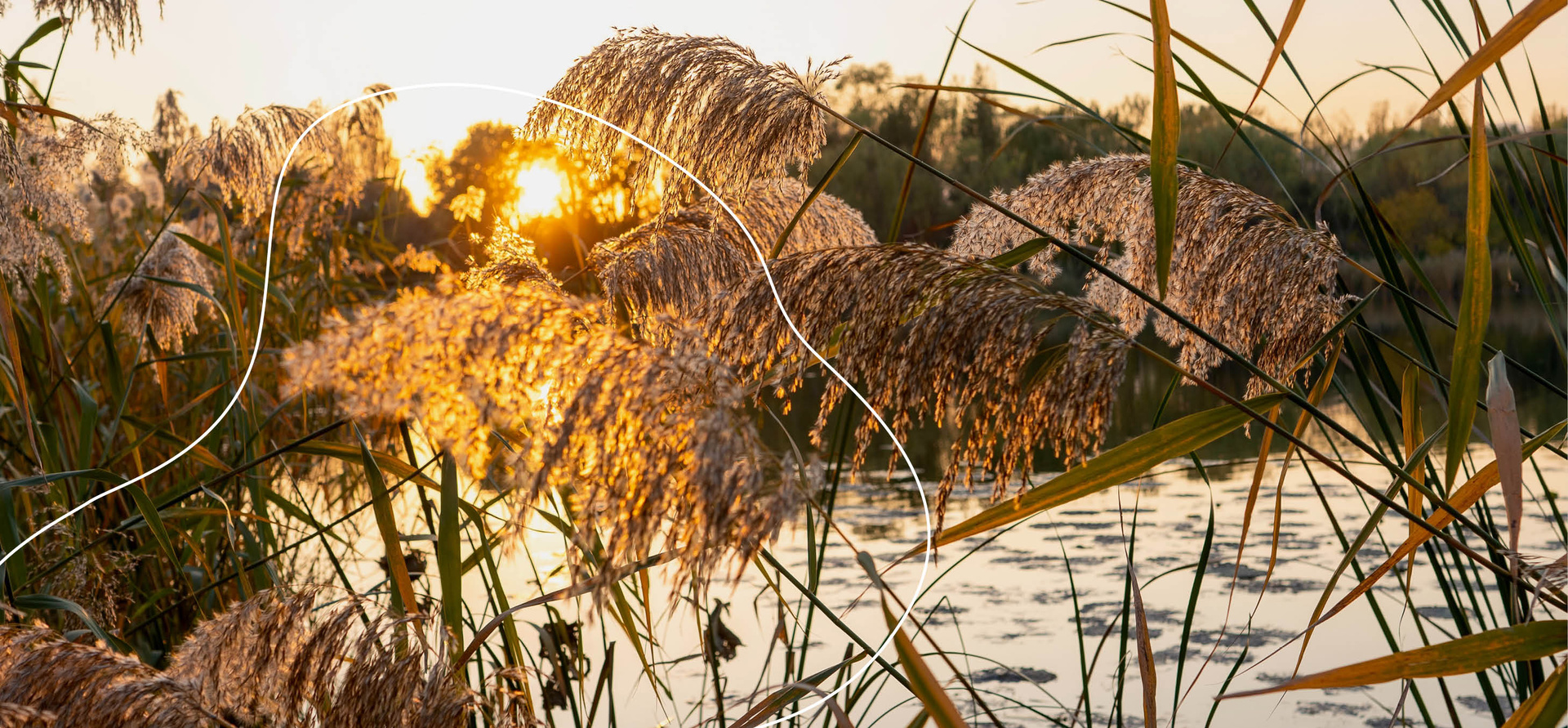 Uferlandschaft Schellensee